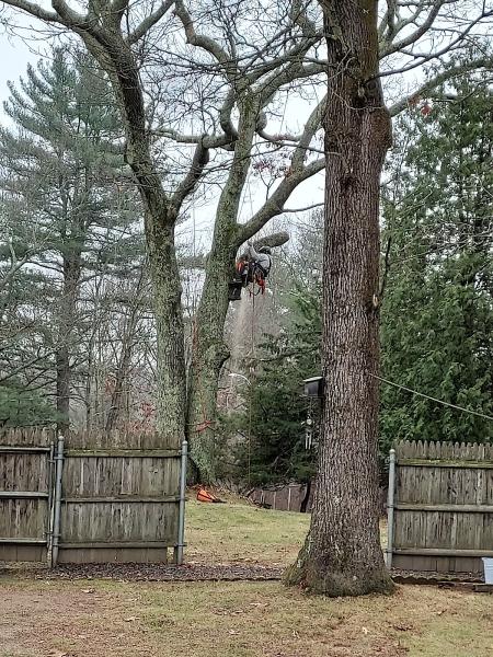 Cambium Tree Works LLC