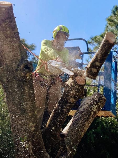 Optimum Tree Care