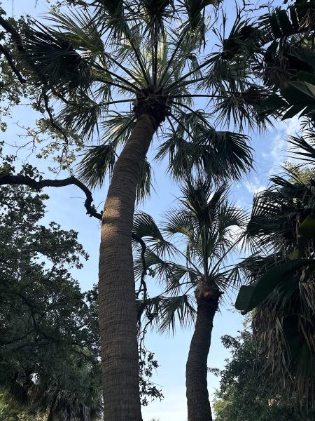 Optimum Tree Care