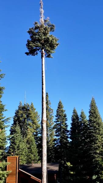 Estate Tree Services