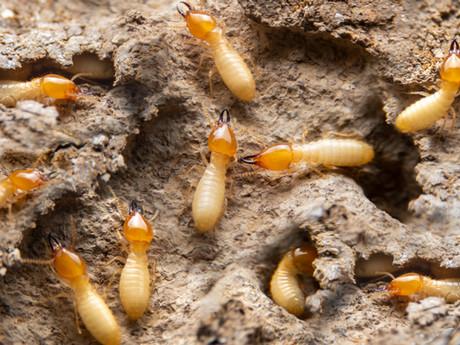 Connor's Pest & Termite Control