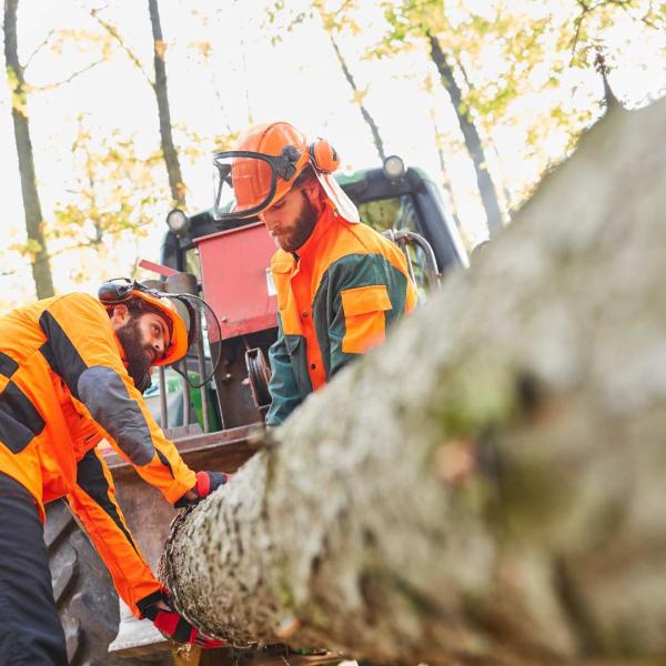 Hank's Tree Pros
