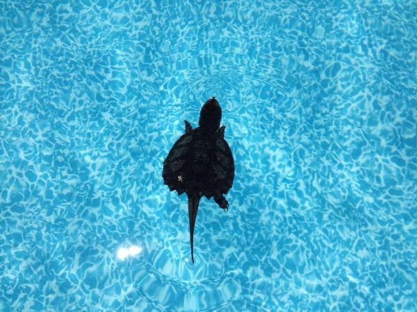 Oasis Pool Service