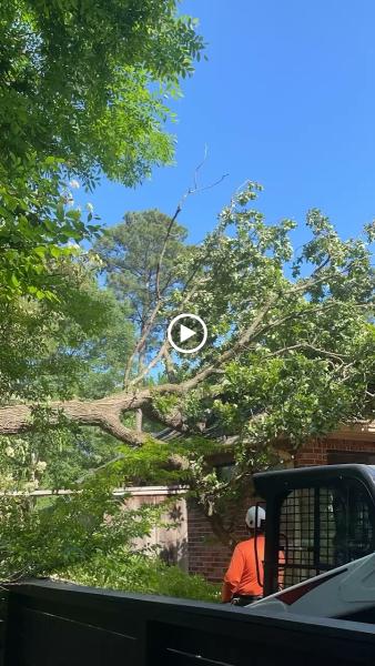 All Tree Professional