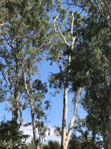 BC Tree Service