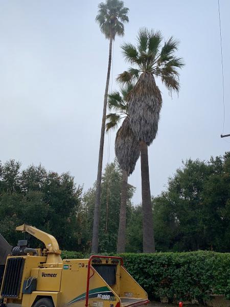 BC Tree Service