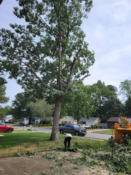 A Affordable Tree Service