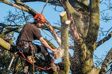 A Affordable Tree Service