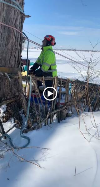 Tree House Arbor Science