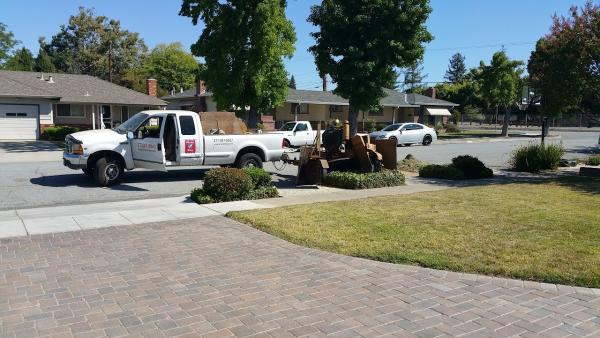 Stump King Removal Specialist