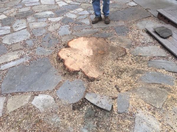 Stump King Removal Specialist