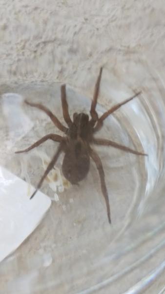 Aid Pest Control