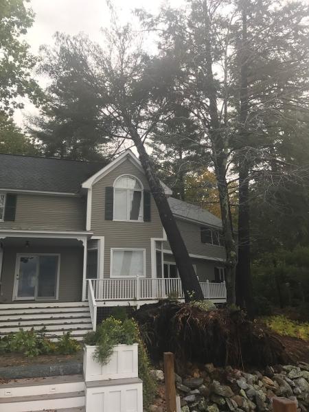 603 Tree Care