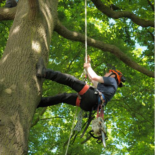 Ozark Tree Service