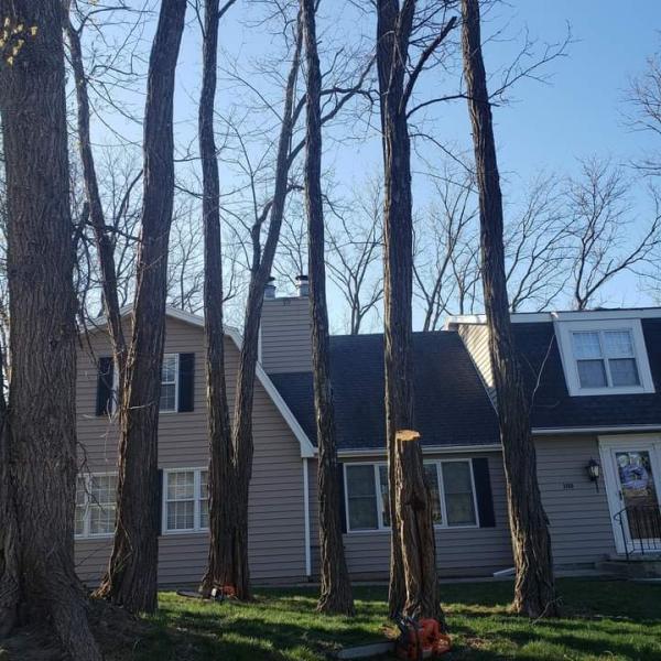 Young's Tree Service