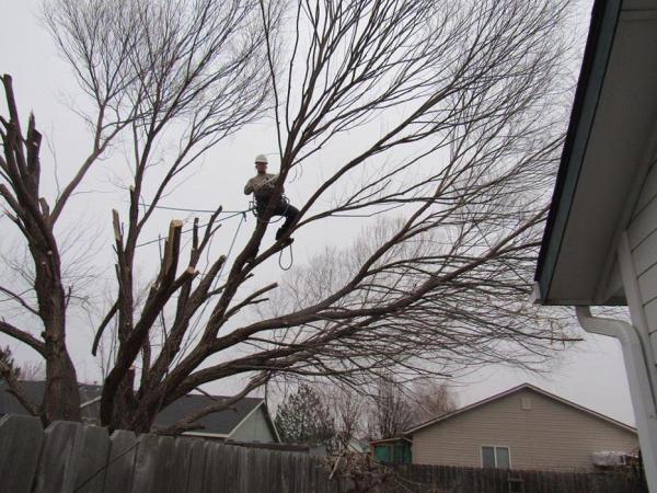 Treasure Valley Tree Company
