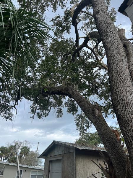 Dead Or Alive Tree Service LLC