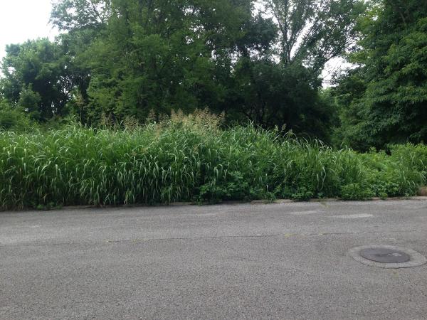 Bush Hogging Middle Tennessee-Tractor Services Co.