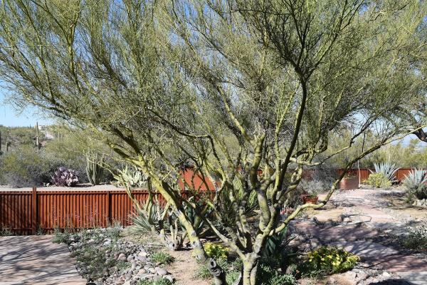 Action Yard and Tree Service
