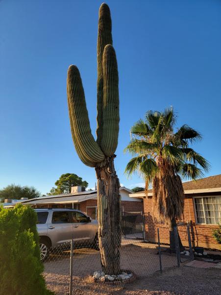 Action Yard and Tree Service