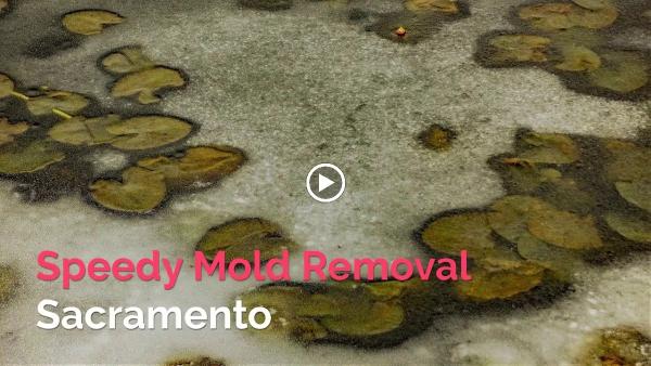 Speedy Mold Removal
