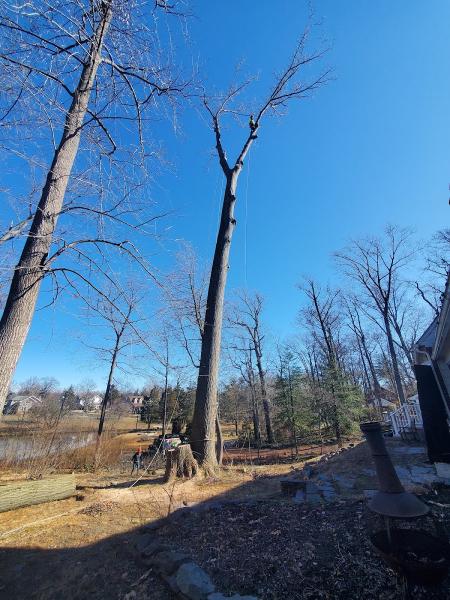 FT Stump Grinding and Tree Service