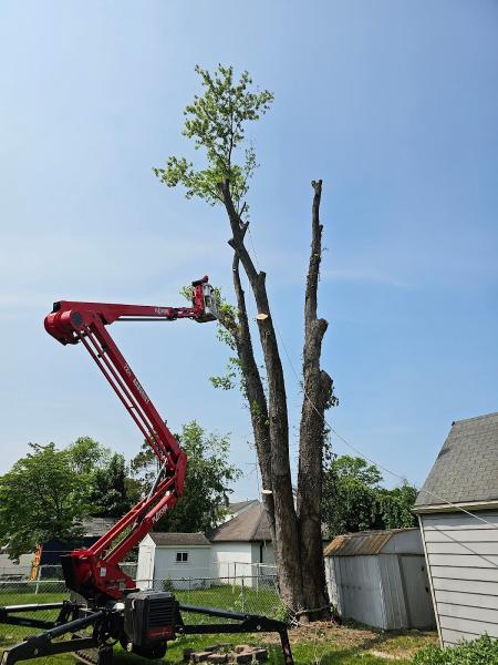 FT Stump Grinding and Tree Service