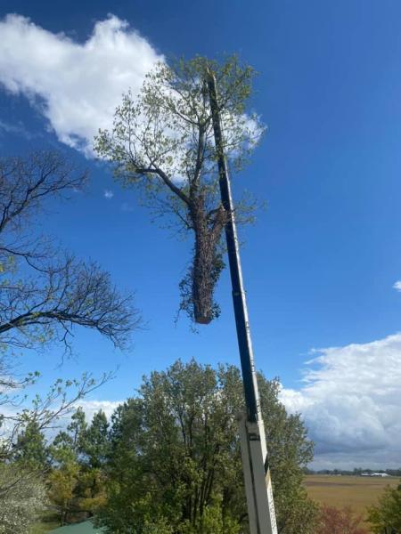 Allegiance Tree Service