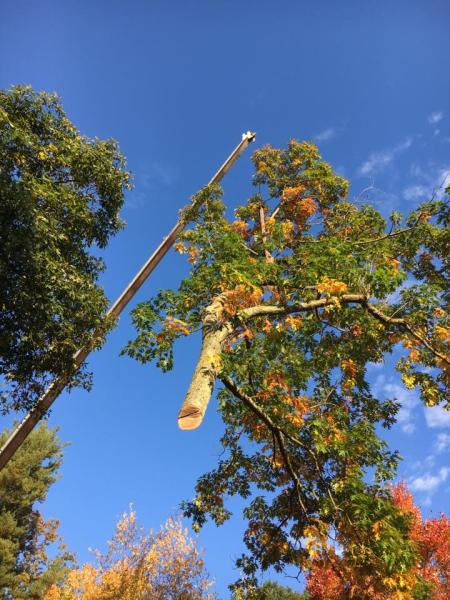 Branch Manager Tree Service