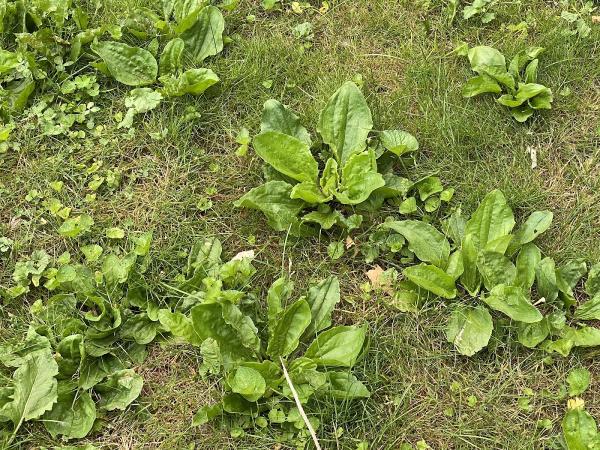 Seasonal Lawncare