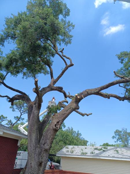Warren Tree Service