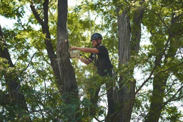 Blue River Forestry & Tree Care