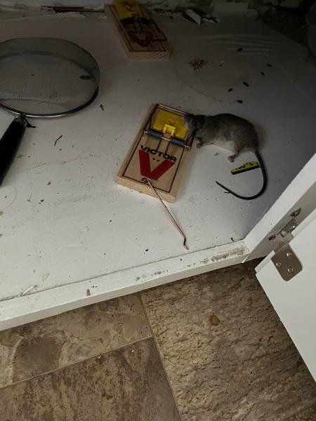 Dane's Pest Control