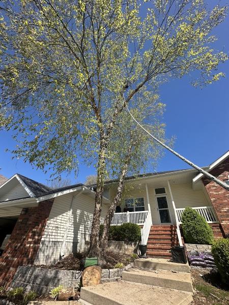 The Tree Doctor