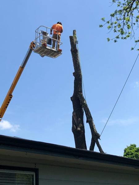 The Tree Doctor