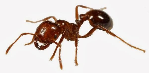 Midsouth Termite & Pest Control Columbia