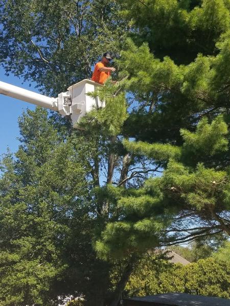CAS Tree Service
