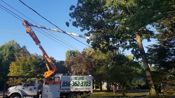 CAS Tree Service