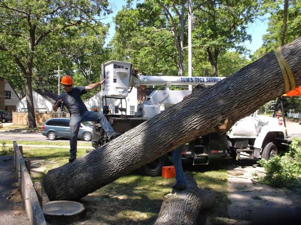Tom's Tree Service