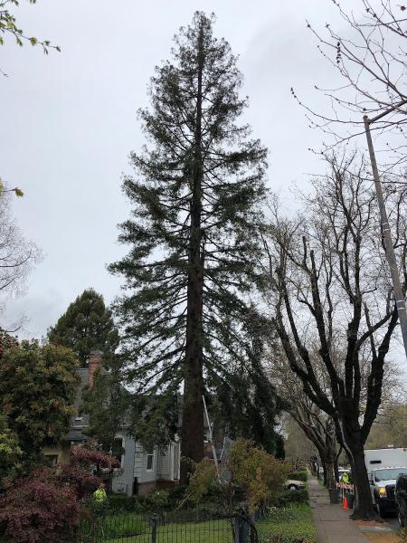 The Urban Arborist