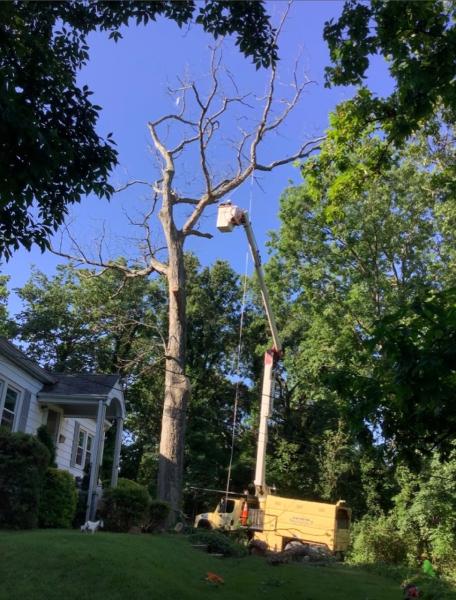 Escobar Tree Experts