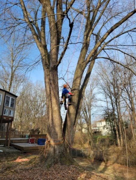 Escobar Tree Experts