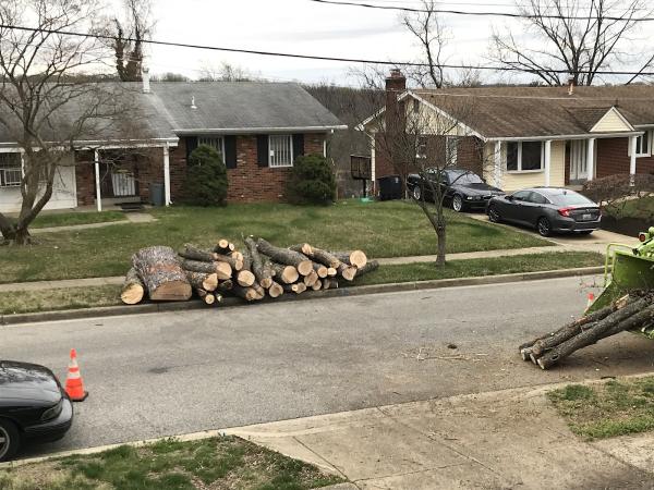 Escobar Tree Experts