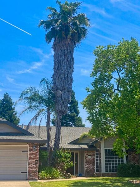 Lyons Tree Service Roseville