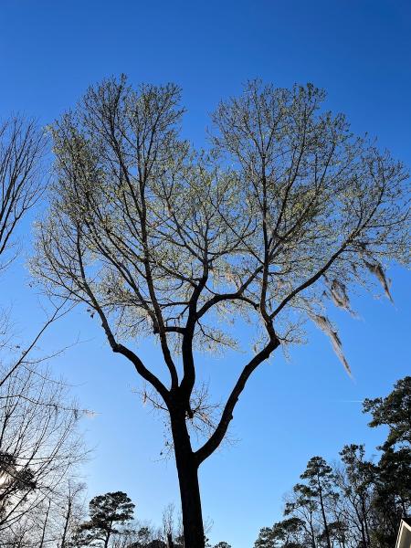 Georgia Tree Solutions Group