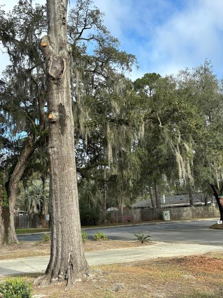 Georgia Tree Solutions Group