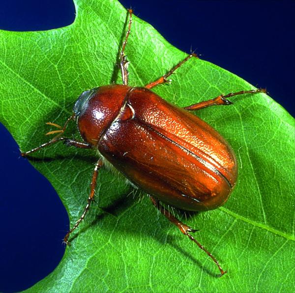 Environmental Pest Control Inc.