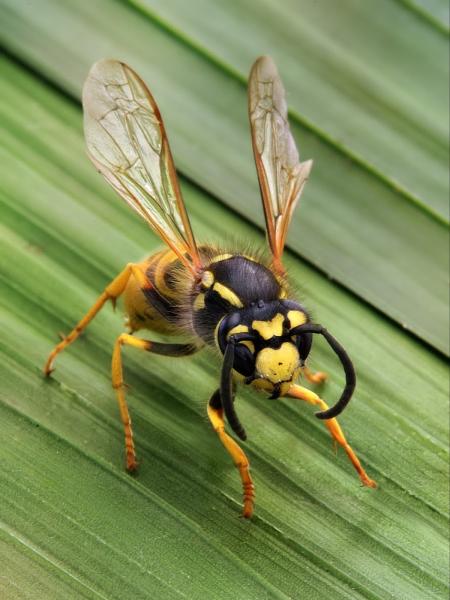 Environmental Pest Control Inc.