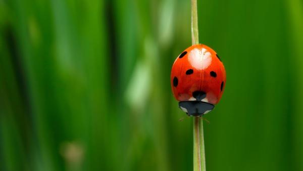 Environmental Pest Control Inc.