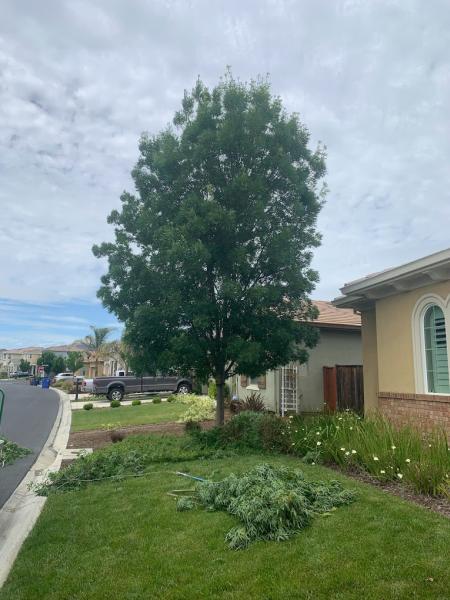 Flores Tree & Landscape